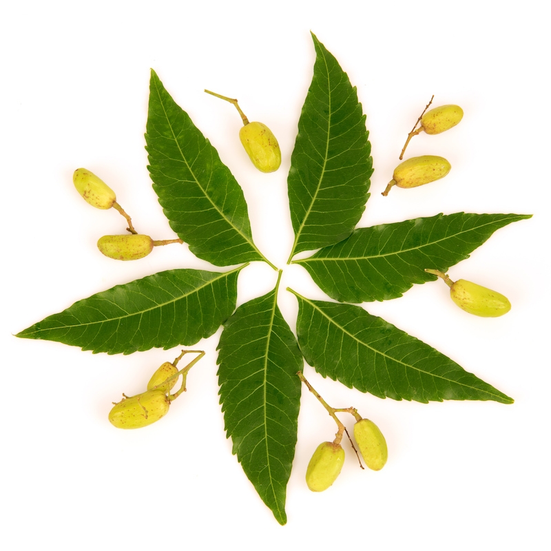 Neem leaf