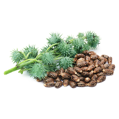 Castor Bean (Castor Seed)